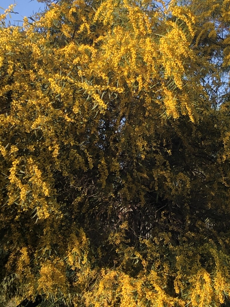 Spring wattle in bloom